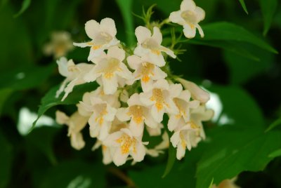 Kolkwitzia amabilis - kolkvitzie krásná - květ